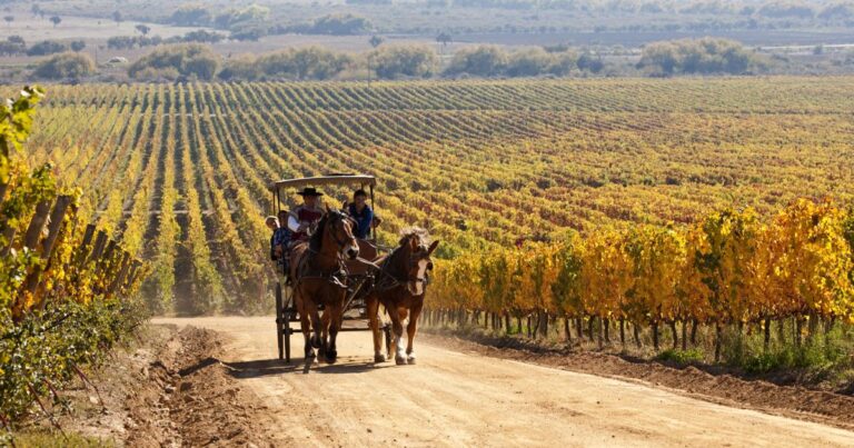 honeymoon shows, Colchagua Valley, Chile CARRAIGE