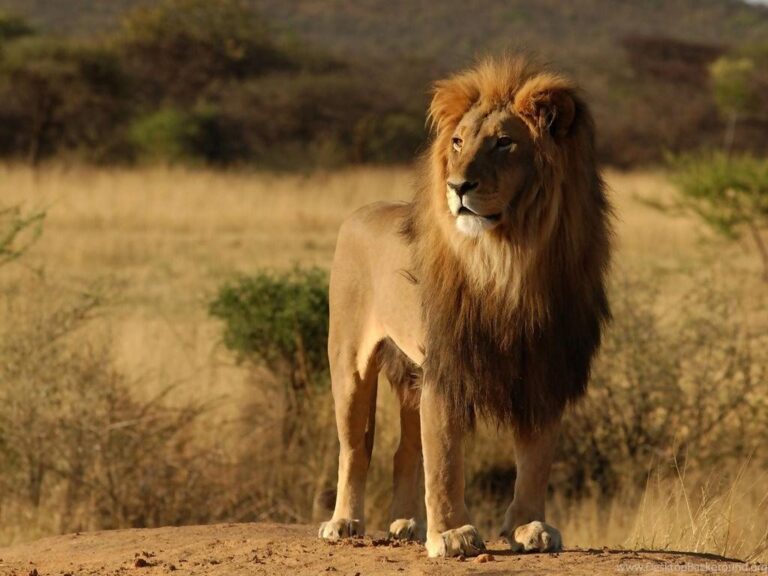 honeymoon shows,south africa safari lion